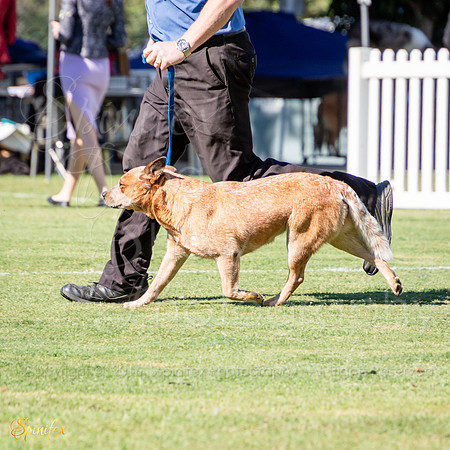 SfxJ-8750