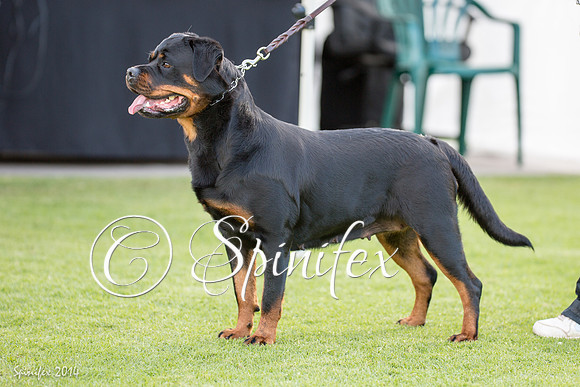 RCSAJ2014-5732
