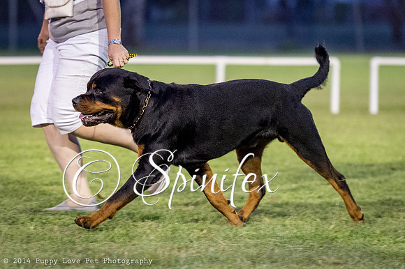 cc_140510_dogs_DABKC_0110
