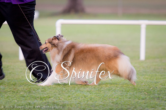 cc_140510_dogs_DABKC_0046