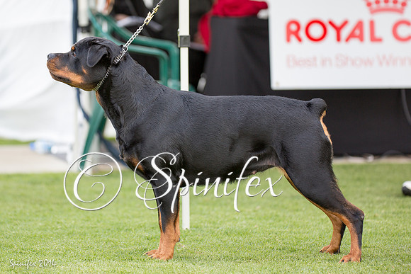RCSAJ2014-5809