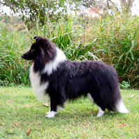 SfxY-8953