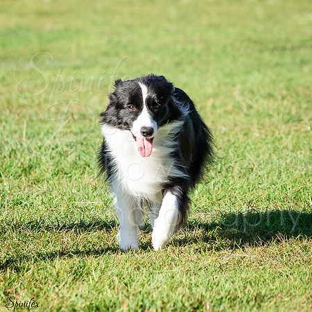 SfxA-8126