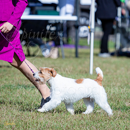 SfxA-8903
