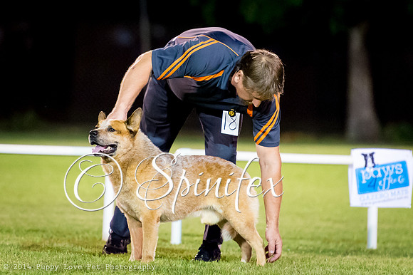 cc_140510_dogs_DABKC_0195