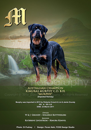 FCDS Rottweiler M