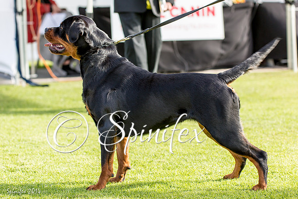 RCSAJ2014-5585