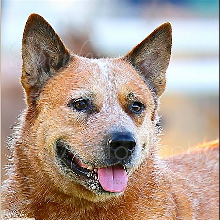 ACD