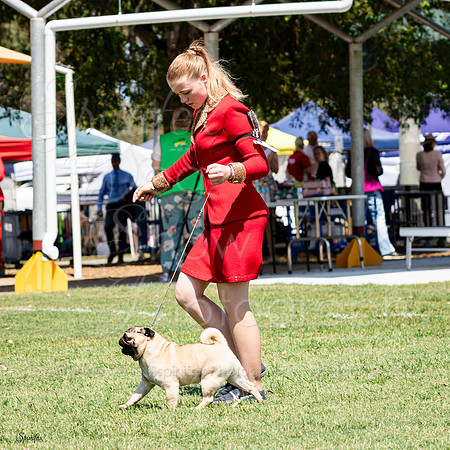 SfxY-6985