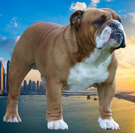 British Bulldog